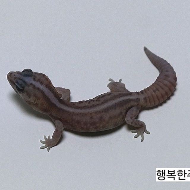 화이트아웃 고스트 패턴리스
