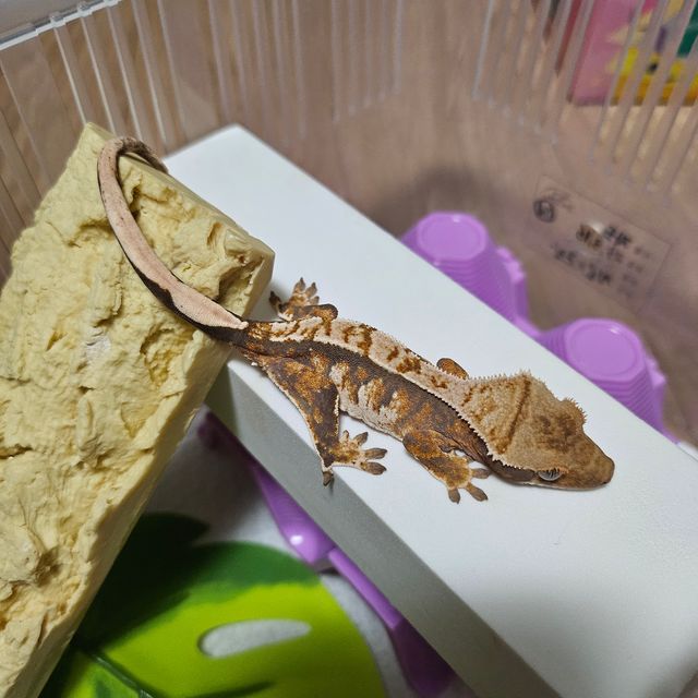 노멀 익스트림할리퀸