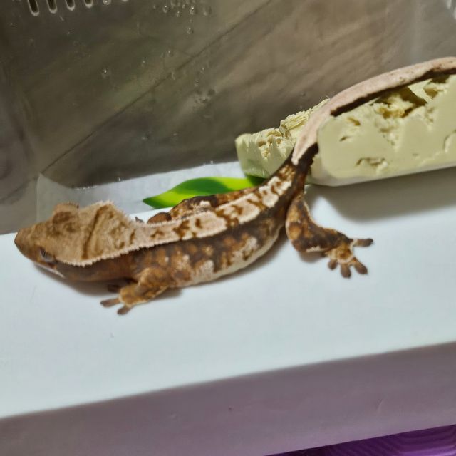 노멀 익스트림할리퀸