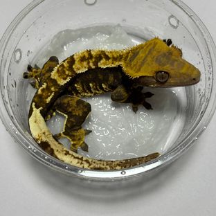 트라이