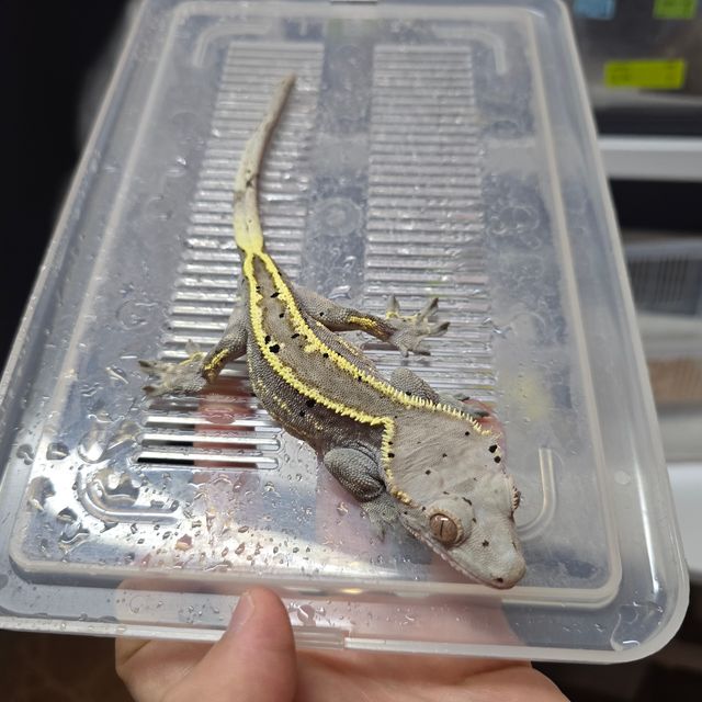 카푸치노 달마시안