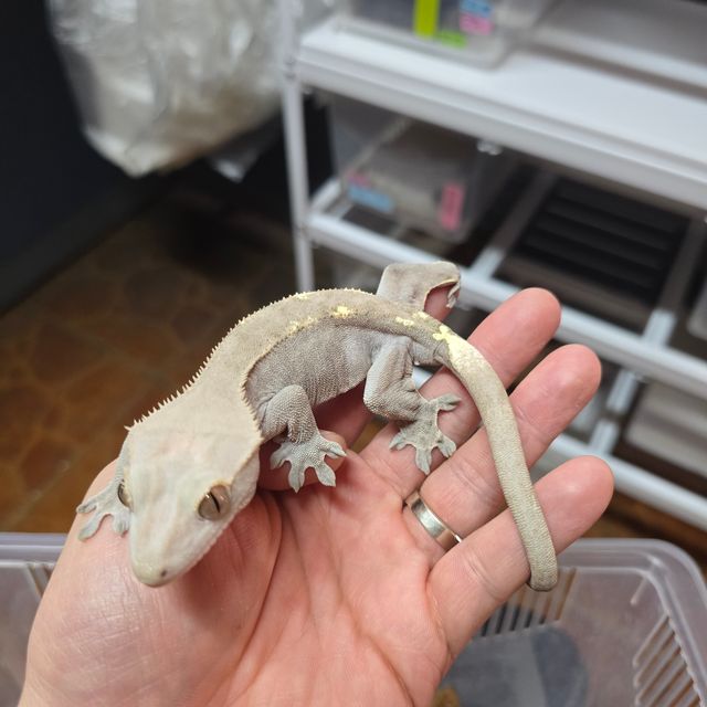 카푸치노