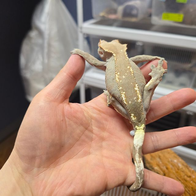 카푸치노
