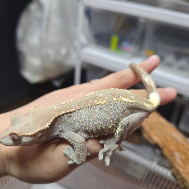 카푸치노