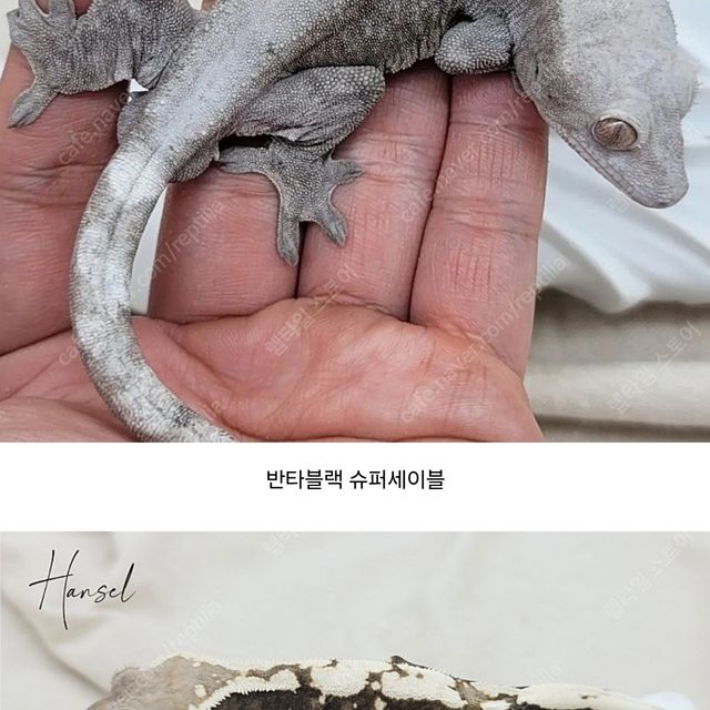 슈퍼 세이블