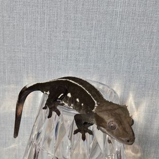 아잔틱