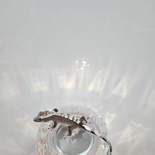 아잔틱