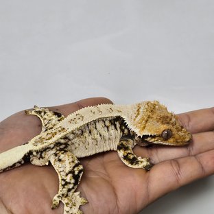 노멀 드리피 트라이