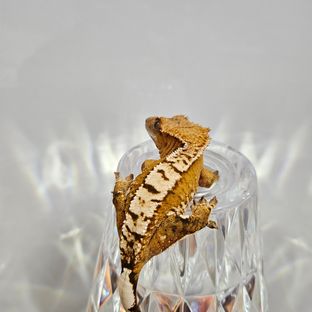 100%헷아잔틱