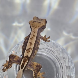 릴리100%헷아잔틱