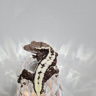 릴잔틱