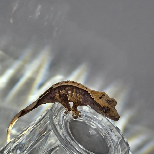 릴리100%헷아잔틱