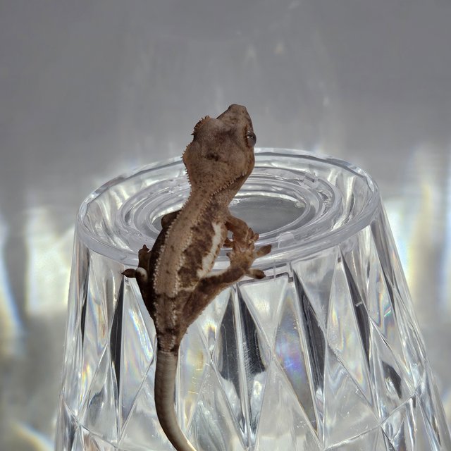 릴리100%헷아잔틱