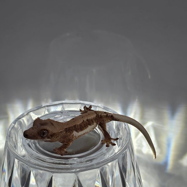 릴리100%헷아잔틱