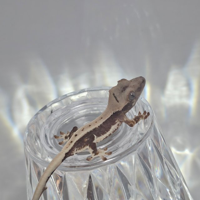 릴리100%헷아잔틱 100%헷아잔틱