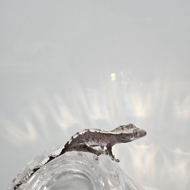 아잔틱