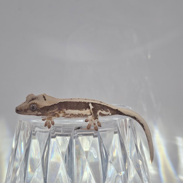 릴리100%헷아잔틱 100%헷아잔틱