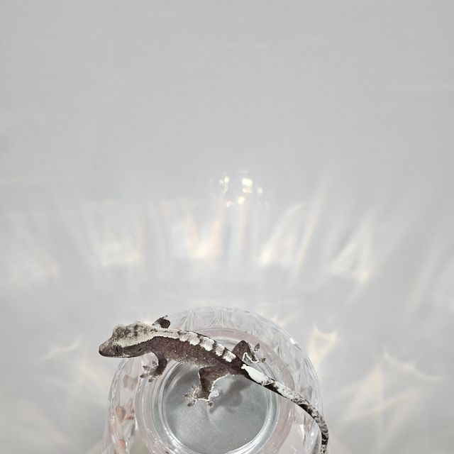아잔틱