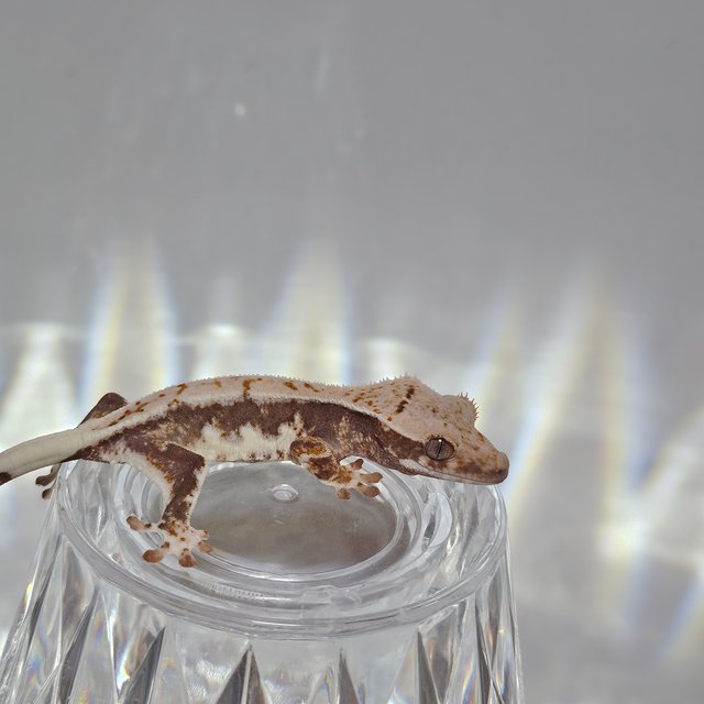 릴리100%헷아잔틱