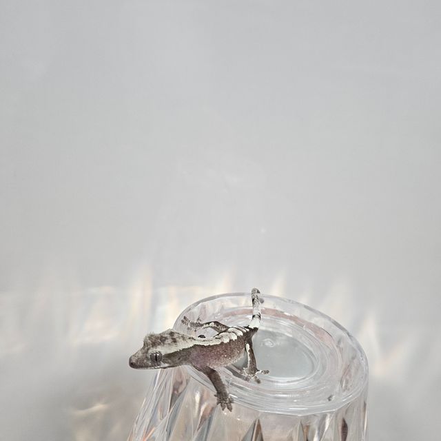 아잔틱