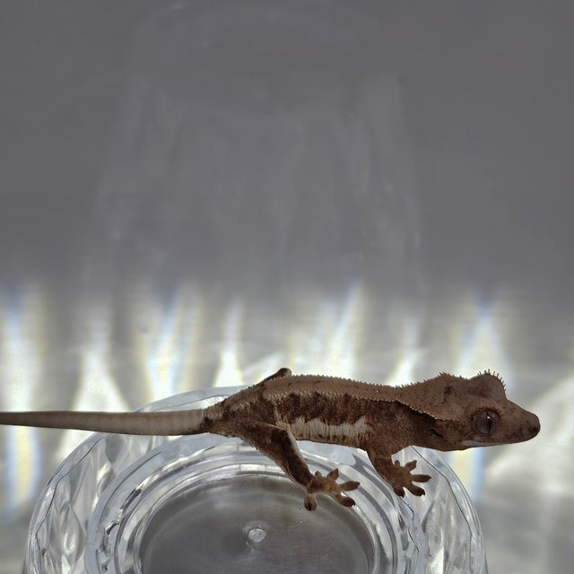 릴리100%헷아잔틱