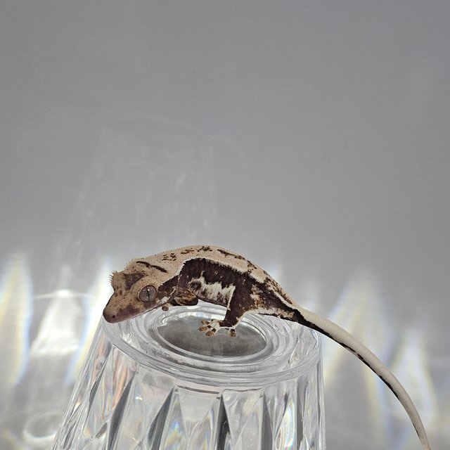 릴리100%헷아잔틱 100%헷아잔틱