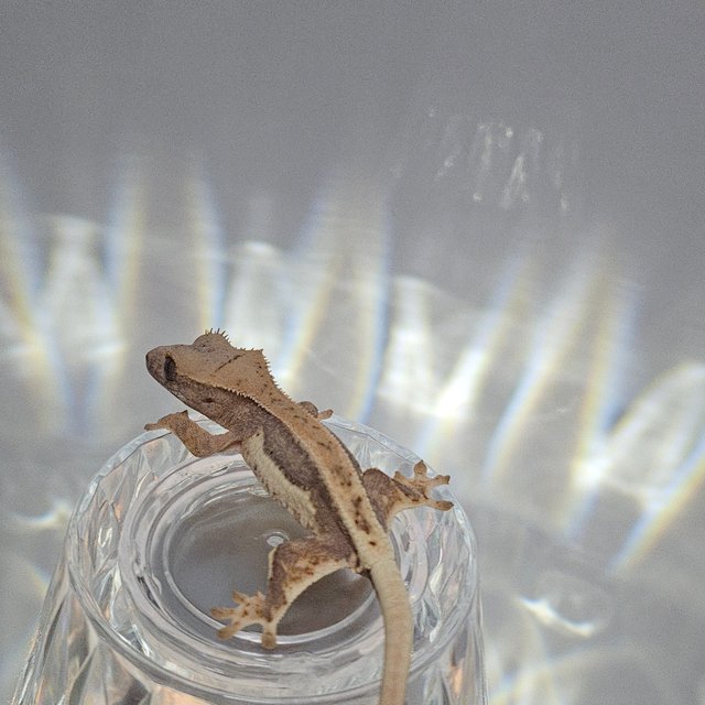 100%헷아잔틱 릴리100%헷아잔틱