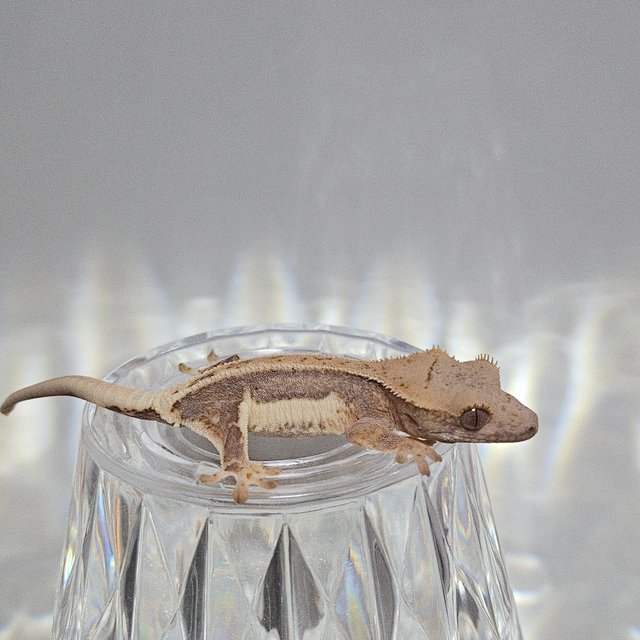 100%헷아잔틱 릴리100%헷아잔틱