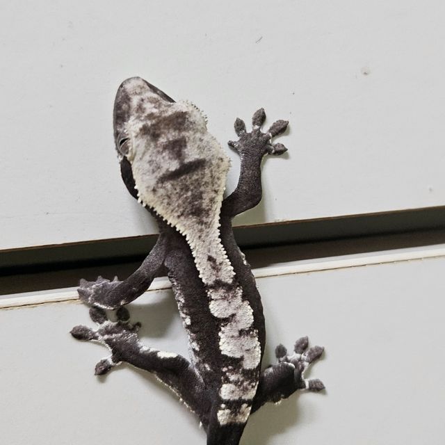 아잔틱