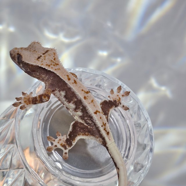 릴리100%헷아잔틱