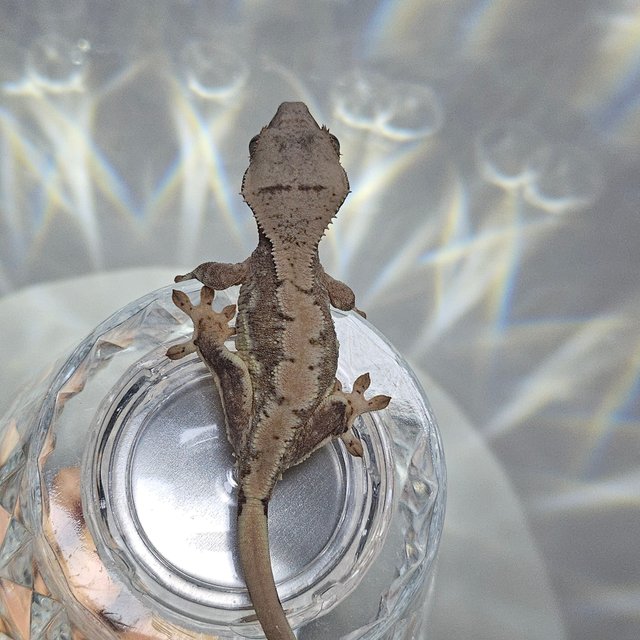 릴리100%헷아잔틱