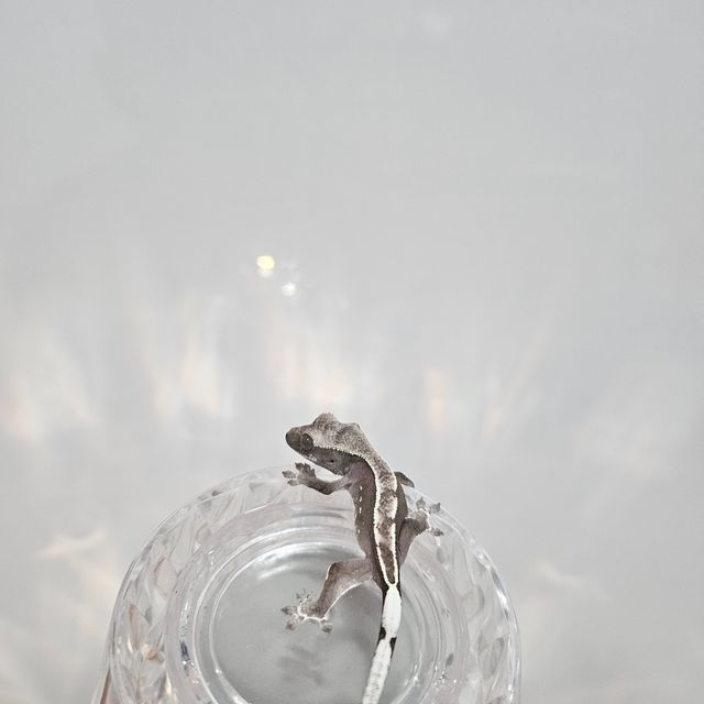 아잔틱