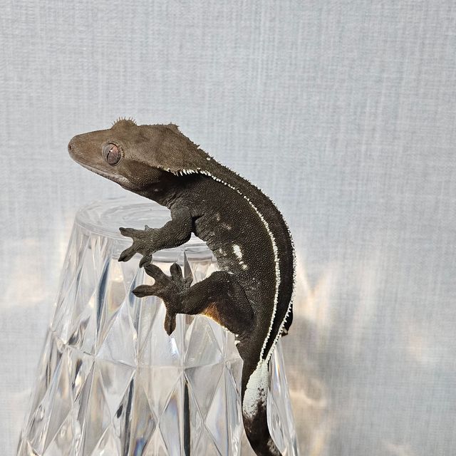 아잔틱