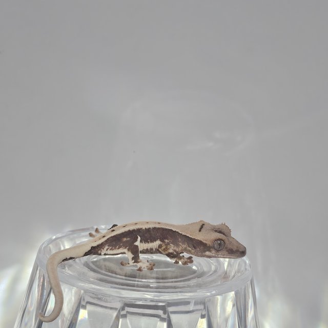 릴리100%헷아잔틱 100%헷아잔틱