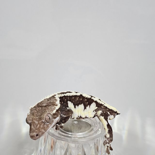 릴잔틱