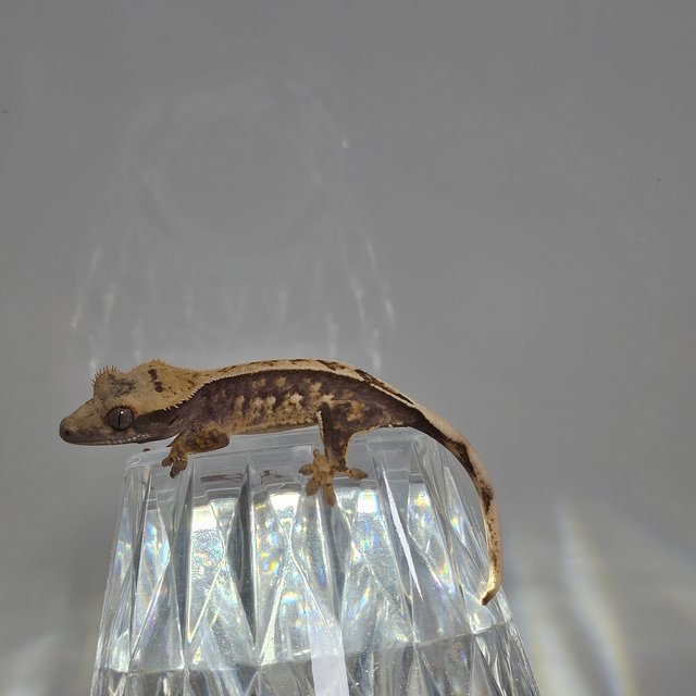 릴리100%헷아잔틱