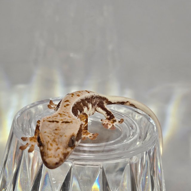 릴리100%헷아잔틱