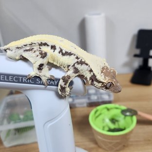 무광이
