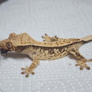 트라이 화이트스팟