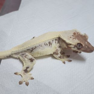 라스고람쥐