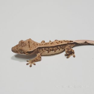 트라이 핀스트라이프