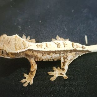 동배