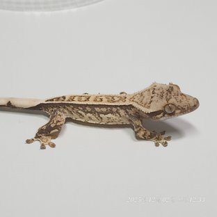 슈퍼스트라이프