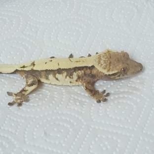 라스고메메