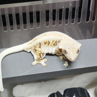 람쥐