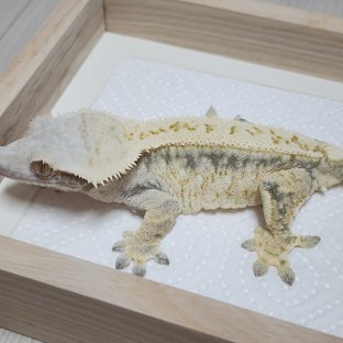 메메