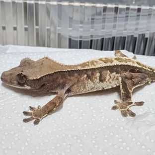 231207카푸