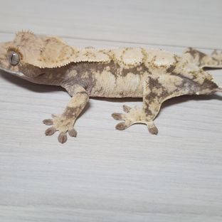 라스고베카 라벤더