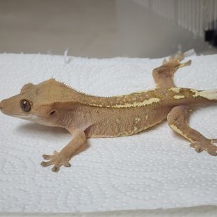 카푸치노 크림