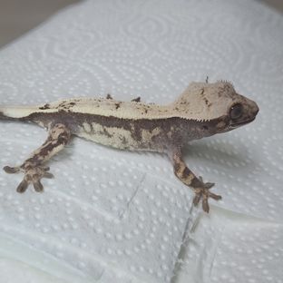 세이블
